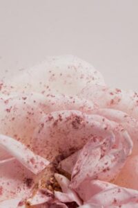 rose flower pink skincare powder texture beauty pétales petals ©Maeva Delacroix female photographer