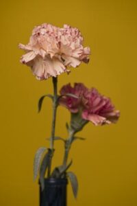 MAEVA DELACROIX BEAUTY BEAUTE PHOTOGRAPHER DETAIL POETRY FLOWERS PETALS PINK OEILLET STILL LIFE STILLLIFE BOUQUET