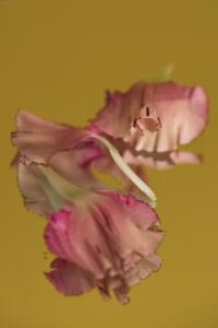 MAEVA DELACROIX BEAUTY BEAUTE PHOTOGRAPHER DETAIL POETRY FLOWERS PETALS PINK OEILLET STILL LIFE STILLLIFE