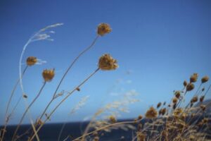 MAEVA DELACROIX TRAVEL PHOTOGRAPHER LANDSCAPE GREECE SEA MEDITERRANEA MEDITERRANEE CYCLADES YOUTH HORIZON KODAK ARGENTIQUE SILVER PHOTOGRAPHY FLOWERS